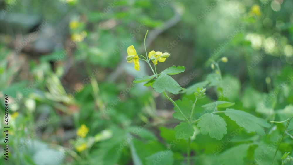 The yellow flower of the celandine medicinal plant sways in the wind. Blurred background. Close-up The yellow flower of the celandine medicinal plant sways in the wind. Blurred background. Close-up
