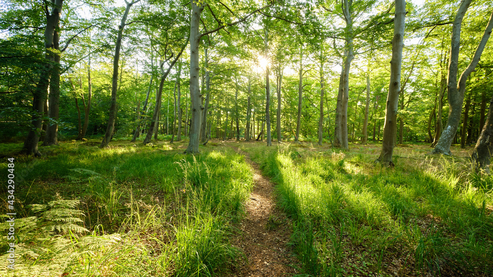 Obraz premium schöner sonniger Waldweg