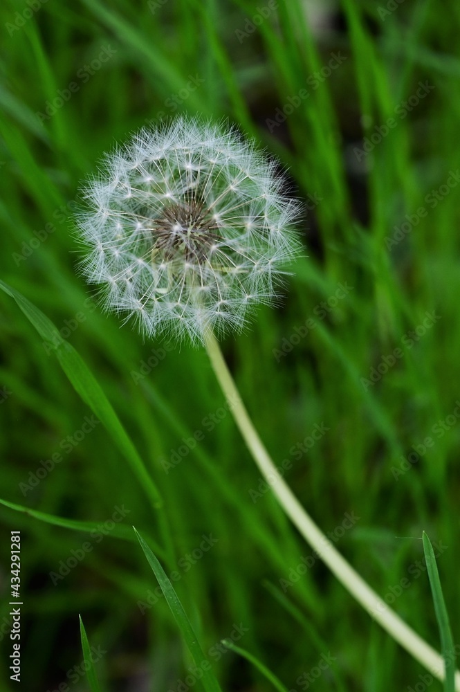 Fototapeta premium white dandelion with seeds on a background of green grass. The first spring flowers