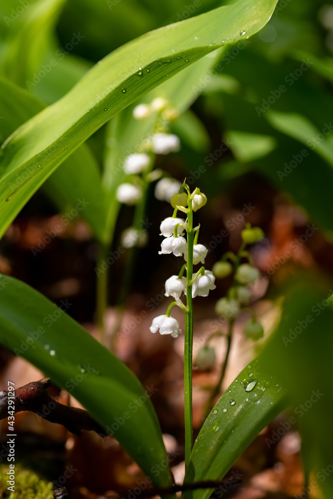 Maiglöckchen Blume Mai Convallaria majalis Maieriesli Garten Blume