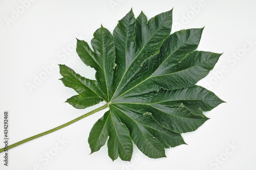 leaf of rice paper plant