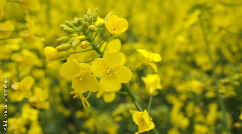 A yellow rapeseed field for the production of oil A yellow rapeseed field for the production of oil