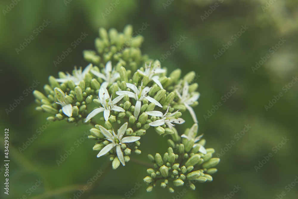 bunch of White color curry tree flower bunch of White color curry tree flower