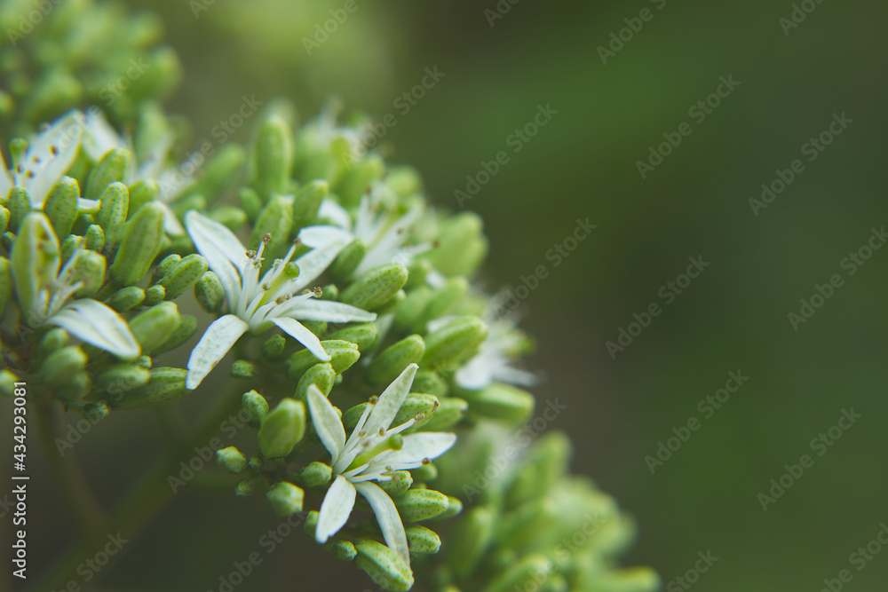 bunch of White color curry tree flower
bunch of White color curry tree flower