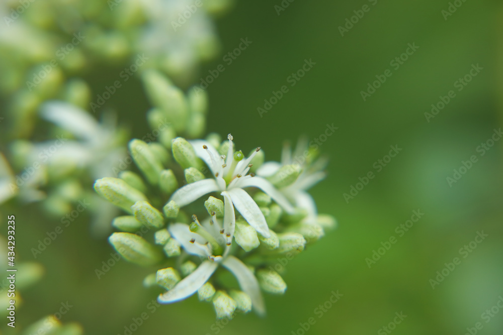 bunch of White color curry tree flower
bunch of White color curry tree flower