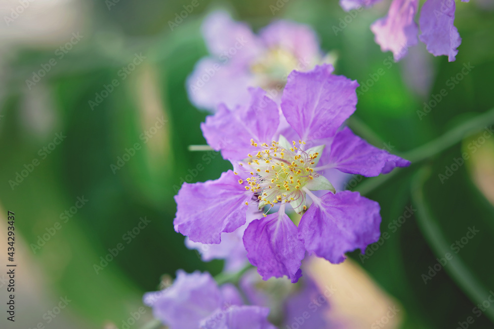 loosestrife and pomegranate family blossom in garden
loosestrife and pomegranate family blossom in garden