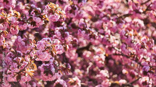 Rosa Kirschblüte am Kirschbaum als Hintergrund