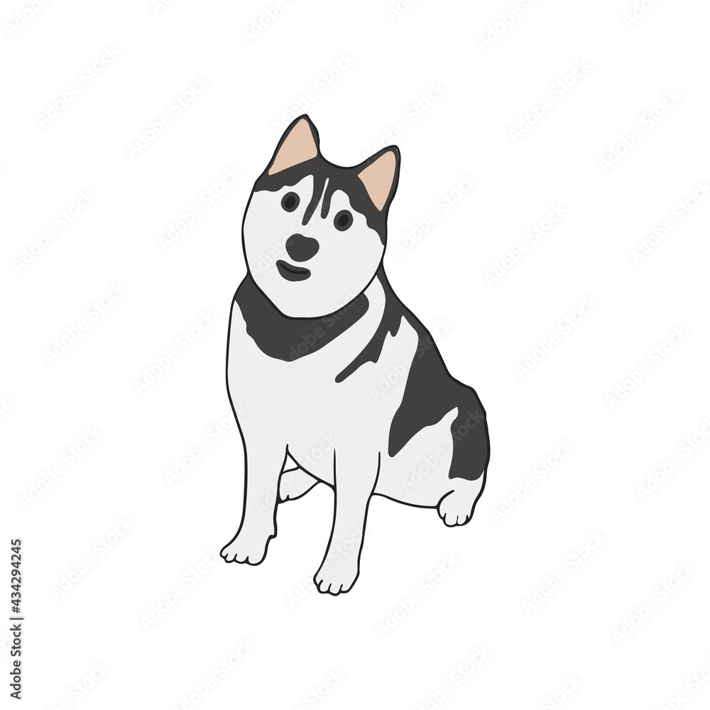 Sled dog breed. Husky breed sitting on white background. Strong and smart purebred pet. Isolated colored flat vector illustration