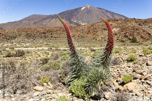 Closeup of echium wildpretii in the Teide National Park covered in rocks under the sunlight in Spain photo