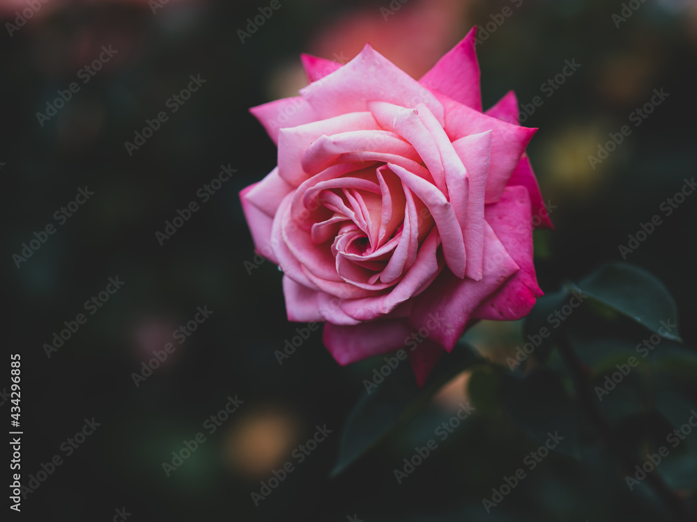 薄いピンク色のバラの花 薄いピンク色のバラの花