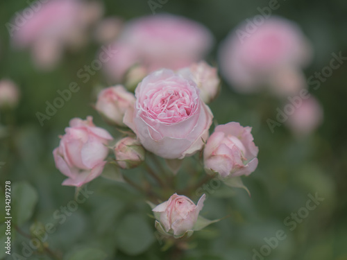 うすいピンク色のバラの花