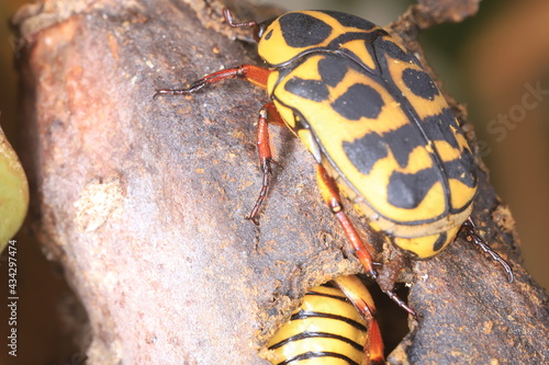 Pachnoda sinuata beetle photo