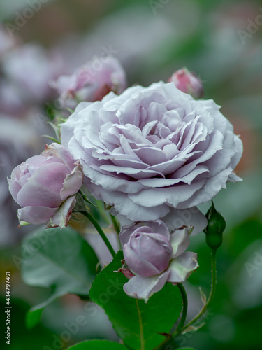Fototapeta Naklejka Na Ścianę i Meble -  薄紫色のバラの花　5月