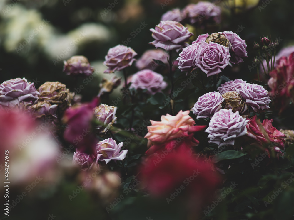 薄紫色のバラの花5月stock Photo Adobe Stock