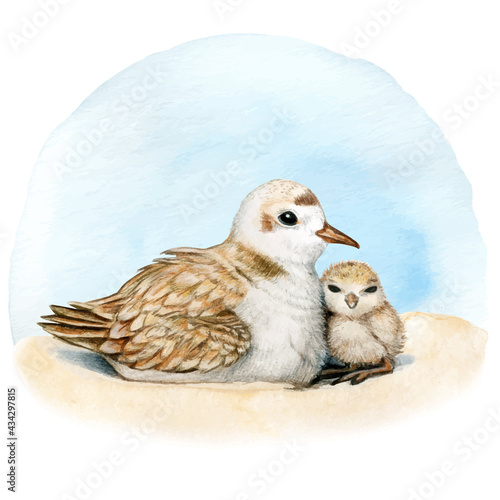 Watercolor plover bird nest on the sand mother and son