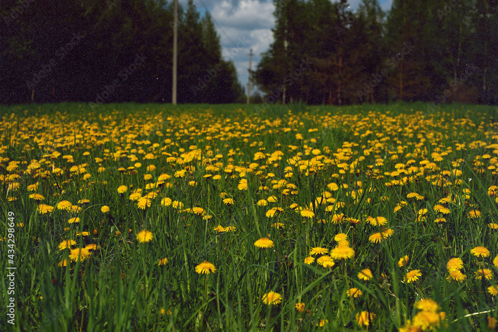 Fototapeta premium Dandelions in my eyes. Selective focus on dandelions in blurred background. Film grain texture.