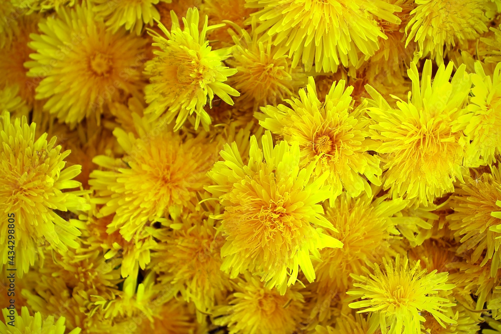 Yellow background from dandelions. Flower buds. Yellow background from dandelions. Flower buds.