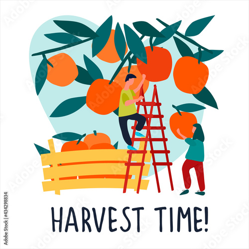 People picking oranges into wooden crate. Harvest Time quote. Harvesting concept. Agritourism, pick-your-own concept. Fresh fruit concept. Hand drawn vector illustration in abstract flat style