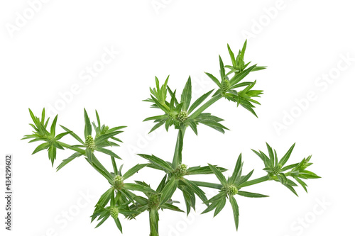 Culantro or Sawtooth Coriander isolated on white background