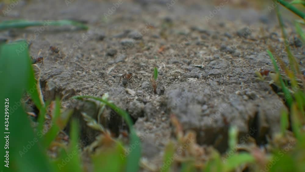 Ants roam around their homes Ants roam around their homes