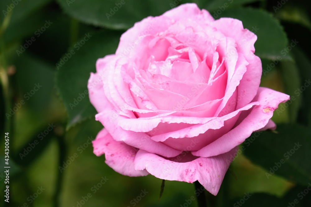 Obraz premium バラ園のバラ Rose at rose garden