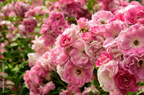 Fototapeta Naklejka Na Ścianę i Meble -  バラ園のバラ
Rose at rose garden