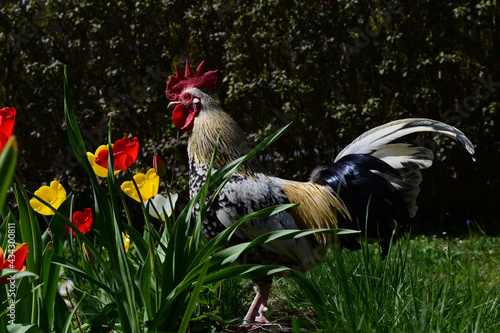 Stoapipal Hahn, alte Hühnerrasse Steinhuhn, hell, großer Kamm im Biogarten, ganzes Tier mit langen, schillernden Schwanzfedern vor Tulpen
 photo