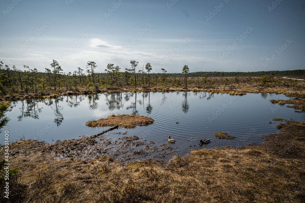 Moor landscape with small lake