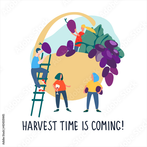 People picking giant grapes into basket. Harvest Time Is Coming quote. Harvesting concept. Agritourism, pick-your-own concept. Hand drawn vector illustration in abstract flat style