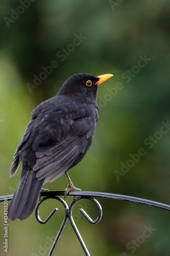 Black bird in urban area