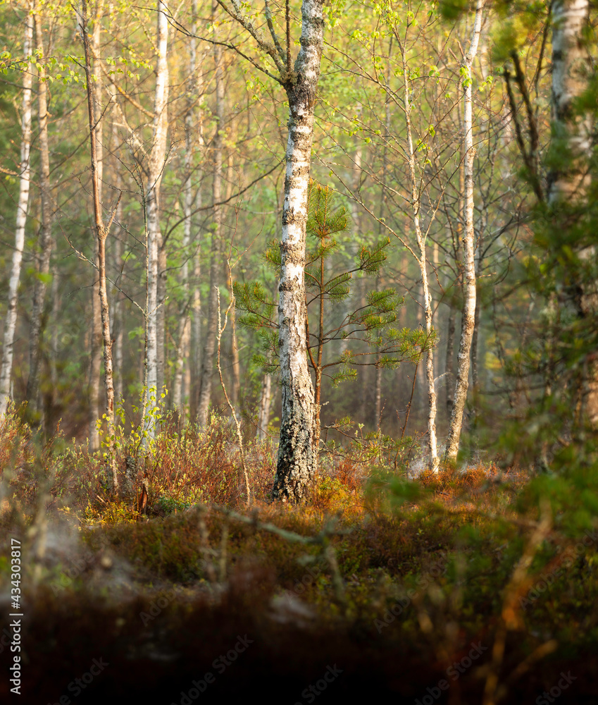 Fototapeta premium spring morning