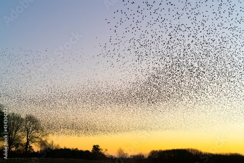  Beautiful large flock of starlings. A flock of starlings birds fly in the Netherlands. During January and February, hundreds of thousands of starlings gathered in huge clouds. Starling murmurations. 