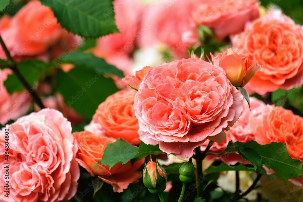 オレンジとピンクのバラ
Orange and pink rose オレンジとピンクのバラ
Orange and pink rose