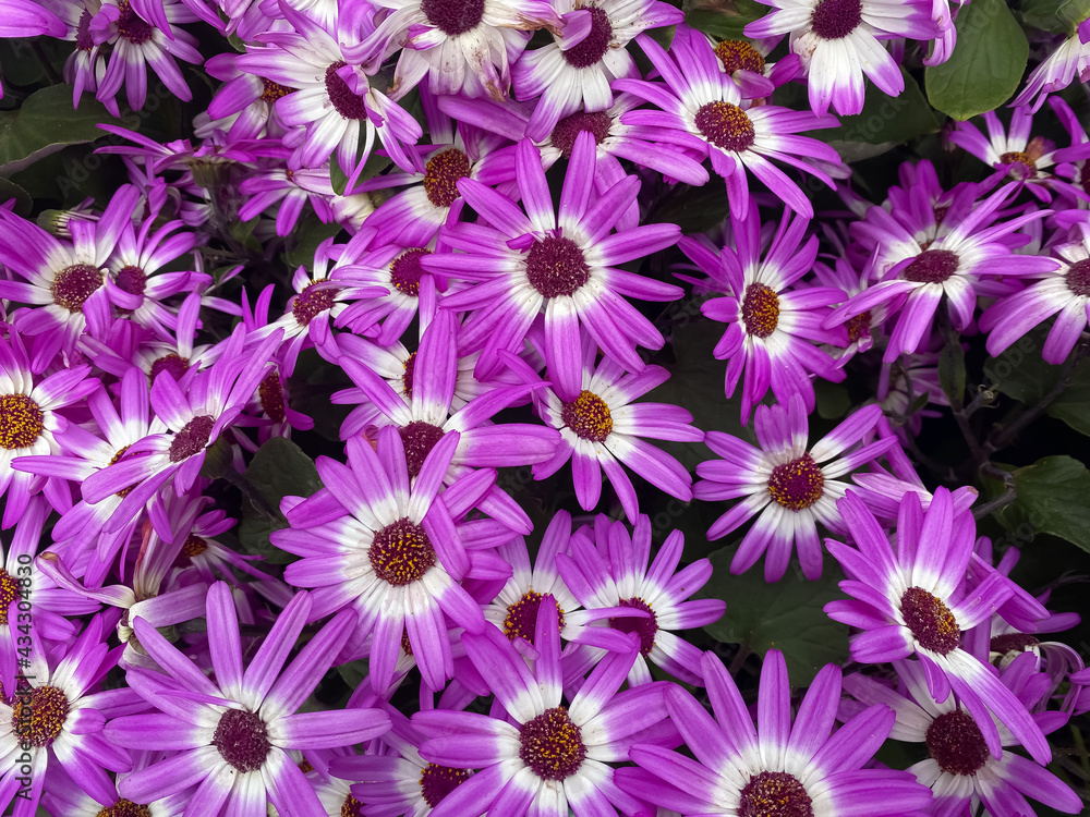 Top view on many isolated white purple pink pericallis flowers in garden center Top view on many isolated white purple pink pericallis flowers in garden center