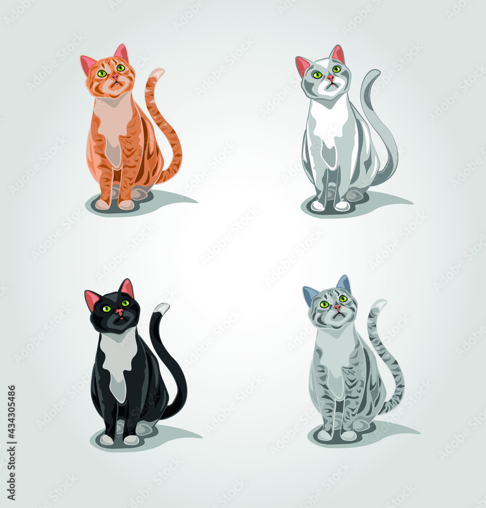 A set of isolated cats. Gray tabby cat, red tabby cat, white cat and black cat.