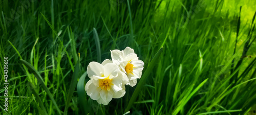 Panel kuchenny z motywem Piękne, biało-żółte kwiaty narcyzy.