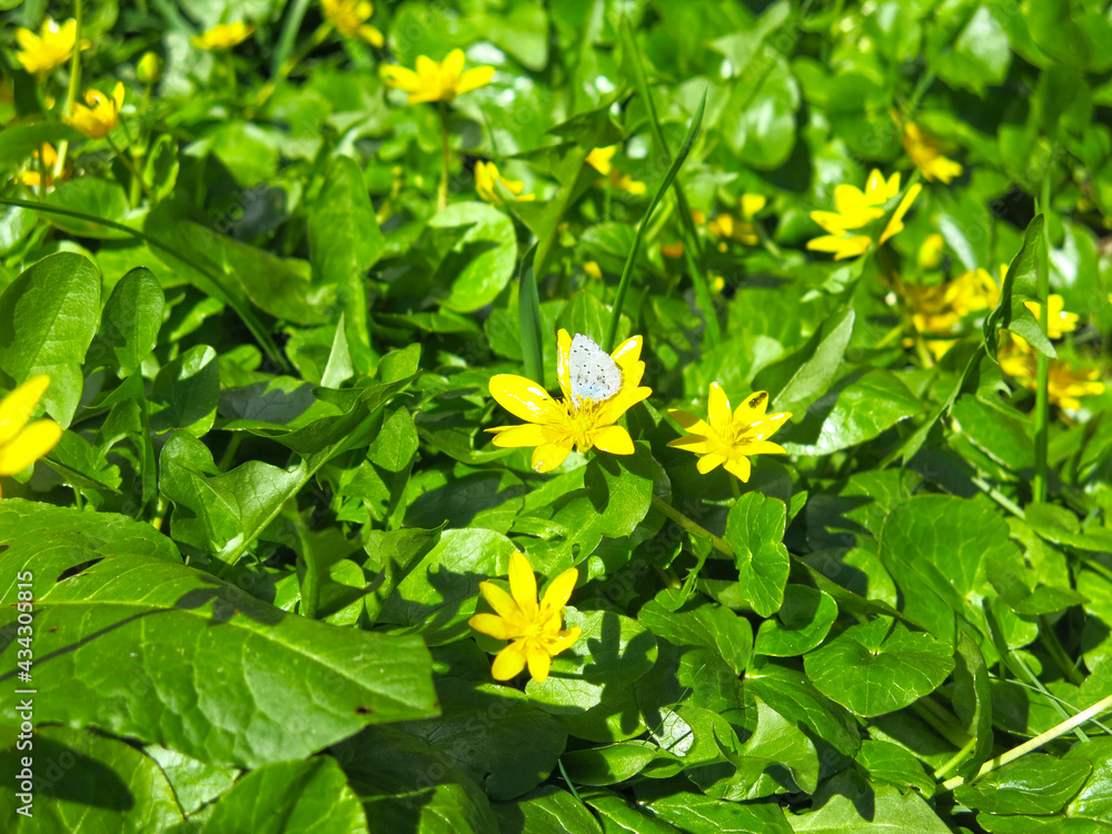 poisonous spring chistyak (Ficaria verna) blooms with yellow flowers poisonous spring chistyak (Ficaria verna) blooms with yellow flowers