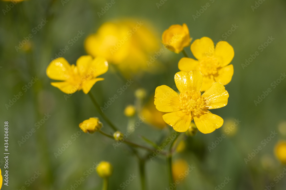 yellow buttercup on meadow background with yellow flowers yellow buttercup on meadow background with yellow flowers