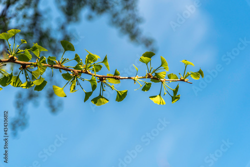 Ginkgo biloba tree branch on the blue sky background on sunny spring evening
