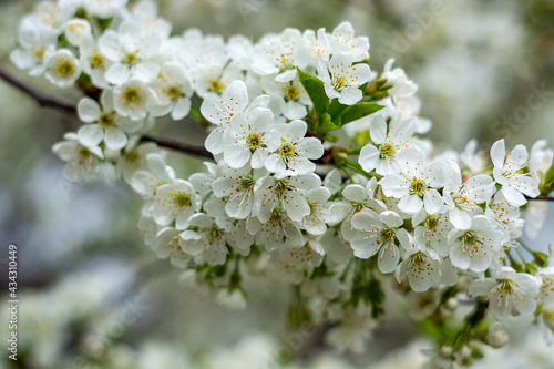 Fototapeta Naklejka Na Ścianę i Meble -  a branch of cherry blossoms on a sunny afternoon close up