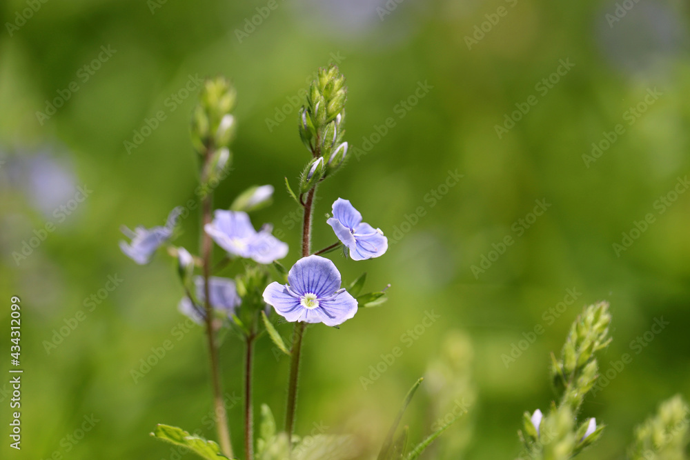 Blue flowers of Veronica chamaedrys in green grass, floral background. Forest glade in summer, beauty of nature Blue flowers of Veronica chamaedrys in green grass, floral background. Forest glade in summer, beauty of nature