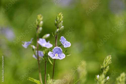 Blue flowers of Veronica chamaedrys in green grass  floral background. Forest glade in summer  beauty of nature