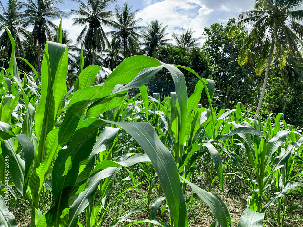 cornfield in group. cornfield in group.