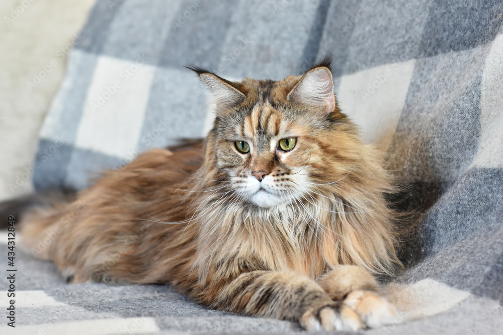 Portrait of a domestic cat of the Maine Coon breed color torti on the sofa