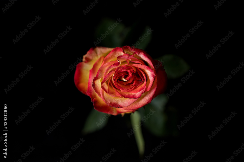 red rose on black red rose on black