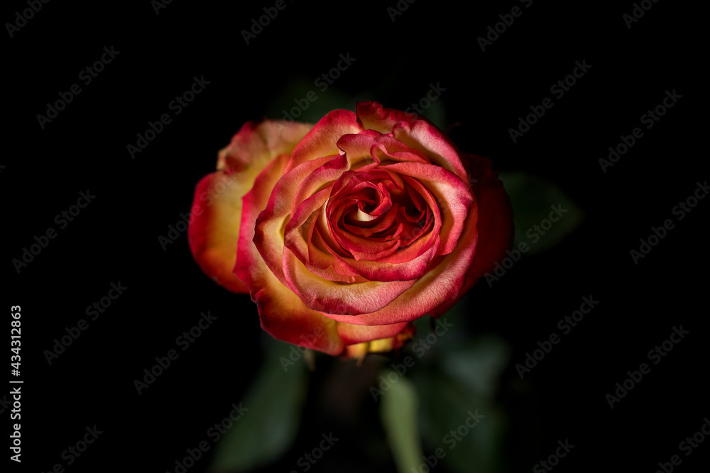 red rose on black red rose on black