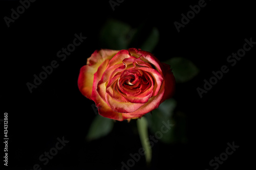 red rose on black