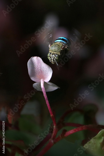 Insects  With Flower