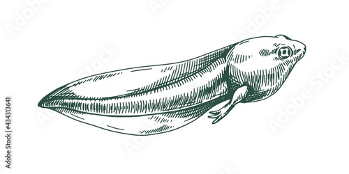 Frog's tadpole drawn in vintage style. Etching amphibian toad s polliwog. Aquatic reptile. Detailed handdrawn vector illustration of pollywog isolated on white background