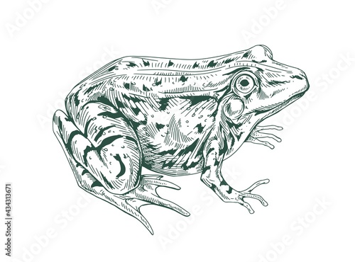 Big adult frog drawn in vintage style. Detailed etching toad with bulging eyes. Engraving amphibian aquatic swamp animal. Handdrawn vector illustration isolated on white background